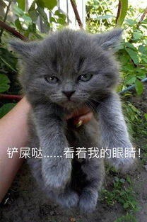 小奶猫生气了 超凶的哦 