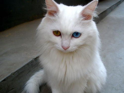一只眼睛黄色一只眼睛蓝色白猫是什么猫啊 