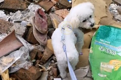 垃圾堆里的狗狗,获救两个月后判若两狗,故地重游的反应让人心疼