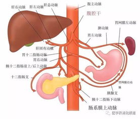 主动脉解剖 搜狗图片搜索