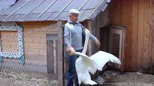 老人捡到一只大白鹅,养了它10年,没想到它用这样的方式回报