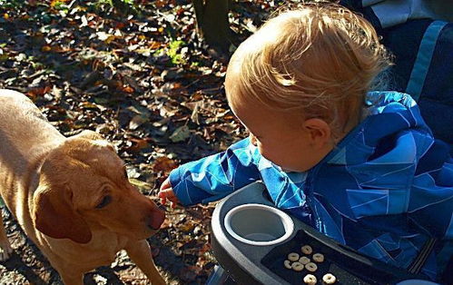 您是否知道用手喂狗吃东西,能加深与狗之间的感情