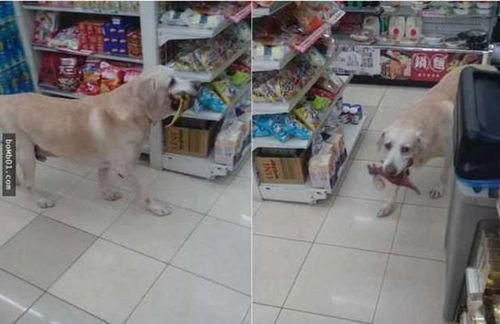 主人带狗狗逛超市,狗狗叼着玩具让主人结帐,小表情令人想笑