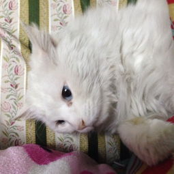为什么猫白天眼睛是一条缝,晚上瞳孔变大了