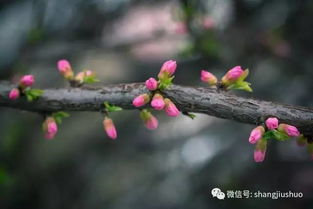 习俗 清明扫墓需要注意的一些地方 