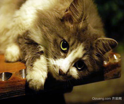 挪威森林猫凶吗 挪威森林猫怎么辨别 挪威森林猫多少钱一只 