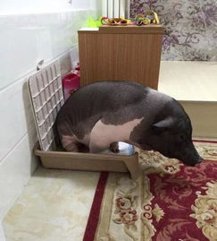 惊呆了 北京 大姑凉 每天和170斤宠物猪睡同一被窝
