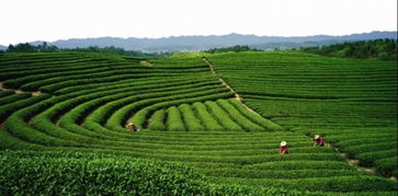 中国唯一一个以茶命名的县,建县历史超2200年