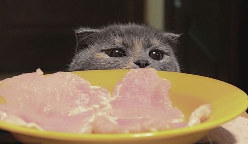 猫咪便臭喂食什么比较好 改善猫咪便臭可以吃肠胃宝吗