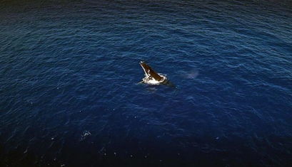 英国男子海底拍摄鲸鱼交配场景 