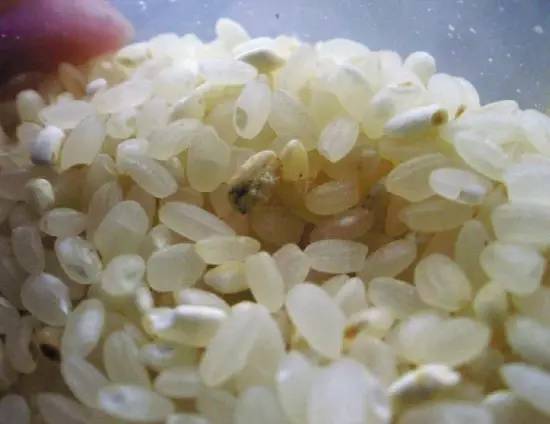 发霉变质的大米怎样养花