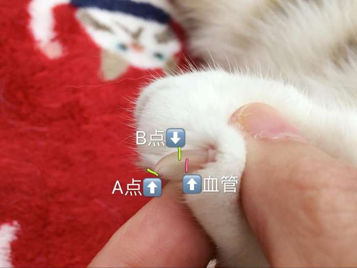 为什么要给猫咪剪指甲 该怎么剪能避免龙颜大怒