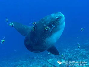 怪异 漳浦六鳌海域捕获一条翻车鱼,体型庞大,酷似外星生物 