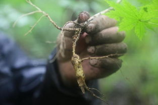 放山货是野生参 揭秘人参行业放山货的秘密