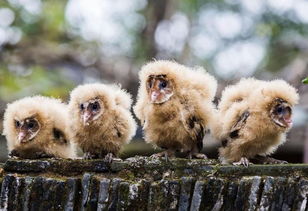 中国评论新闻 江西村民捡到猴面鹰 系国家二级保护动物 