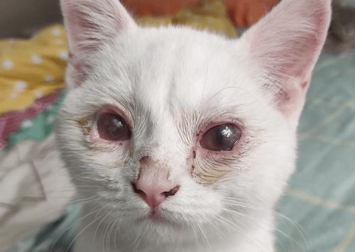 养猫经验 猫的眼睛发炎了怎么办
