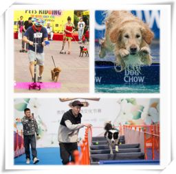 2016中国 南京 宠物文化节 南京站