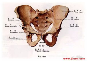 为什么会有高低肩 长短腿 