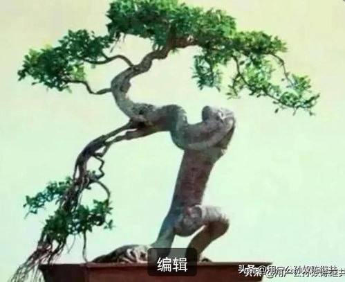 榕树有何寓意 培养榕树盆景有意义,如同锻炼身体,健康长寿有益