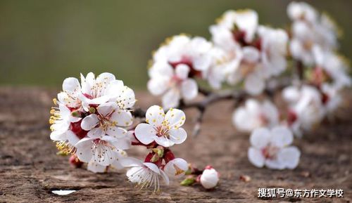 春暖花开,关于花朵的优美句子,赶快收藏学习吧