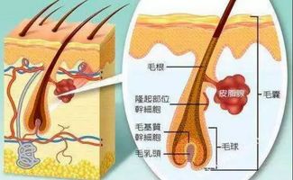 从毛囊萎缩到闭合需要多久,具体的治疗办法在这