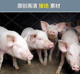 猪肉农村农业农民小花猪母猪屠宰场猪圈生猪图片素材 模板下载 1.35MB 其他大全 标志丨符号 