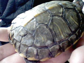 我家的小巴西龟的背,是怎么了 是不是病了 
