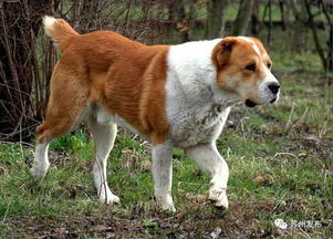 苏州养犬管理条例拟修订 每户限养一条 全市禁养大型犬