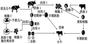 如图是胚胎移植繁育良种奶牛的技术流程图.请回答下列问题 1 在流程②中.要用 激素处理供体母牛.目的是 . 2 流程图中.第 步要进行冲卵. 3 用胚胎移植繁育良种奶牛属于哪类生殖方式 