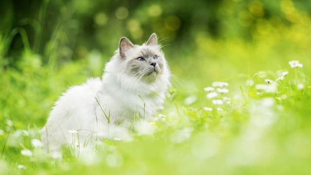 伊斯兰教的人为什么会喜欢猫