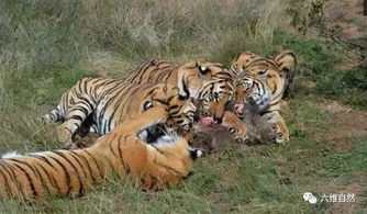 两老虎还准备为食物大打出手,转眼间友好地共享疣猪食物 