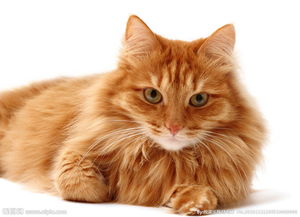 猫咪毛发干燥有静电,猫咪吃什么能让毛发更顺