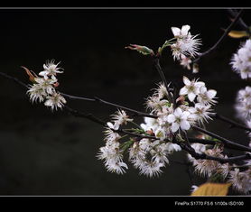 红樱桃花和白樱桃花