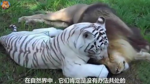 狮子和老虎所生的孩子,到底是狮虎兽,还是虎狮兽 很多人分不清 
