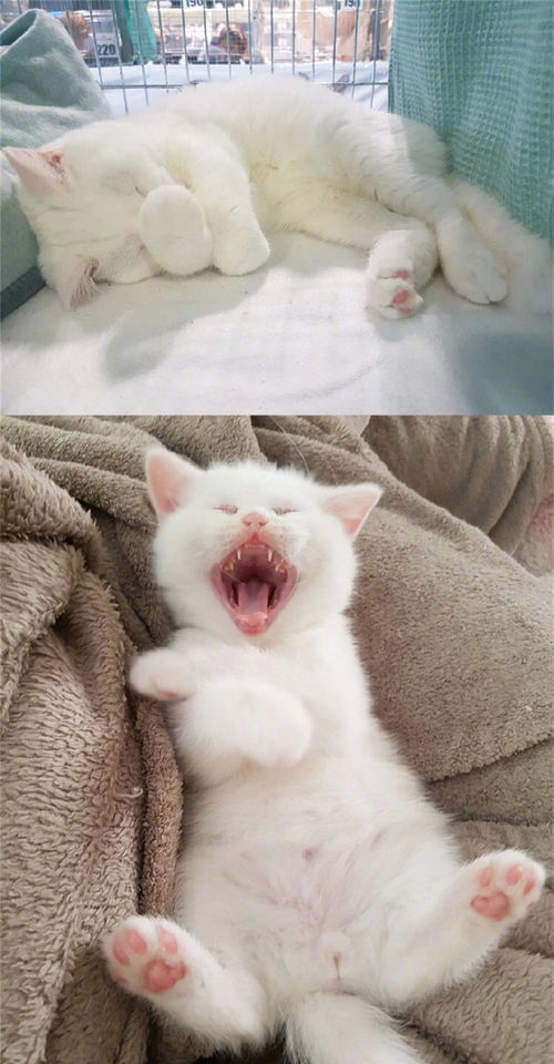 分享一只小白猫,全身上下除了白色就是粉色,太可爱了