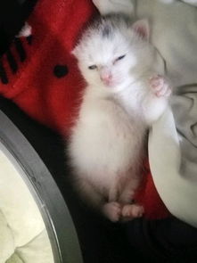 网友路过垃圾桶时捡到一只小奶猫,发现它还没有睁眼,就抱回了家 