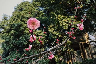 壁纸福利 一大波梅花美图等你接收,周末去看正好