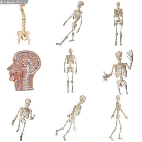 人体骨架图片 人脑结构图