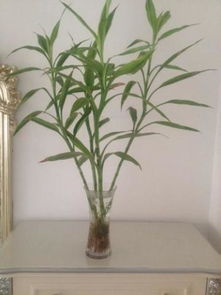 新买的富贵竹,一个月不生根,就要用这个方法,大白根呼呼窜满瓶
