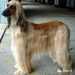 高加索猎犬冷知识(高加索犬特殊特征)