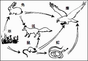 体内积累重金属最多的生物为什么是最高营养级的生