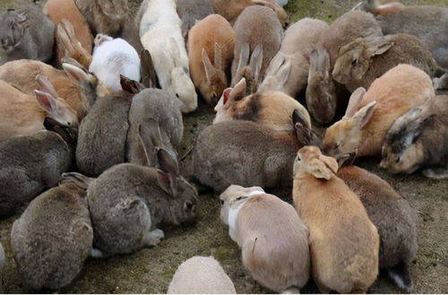 150年人兔大战,澳大利亚惨败,100亿只兔子2千多万人可真吃不完