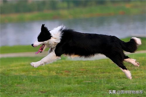 十大绝不咬人的狗 蝴蝶犬上榜,金毛第一