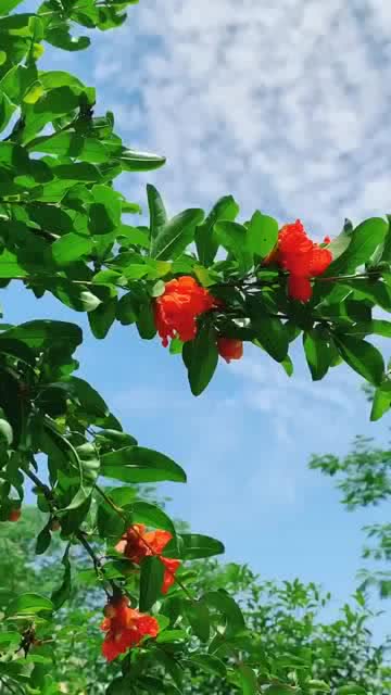 石榴花是不是也很美,你们家乡有没有石榴树 