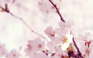 关于歌颂樱花的诗句