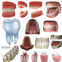 建模牙齿怎么弄好看的，修改牙齿3d模型用什么3d软件(牙齿3d设计教程)