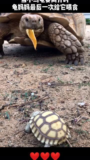 万物皆有灵 当小乌龟要离开的时候,龟妈妈最后一次给它喂食 