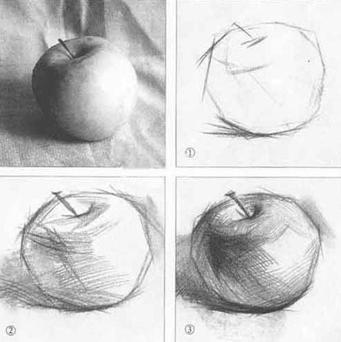 素描入门 素描苹果形的画法