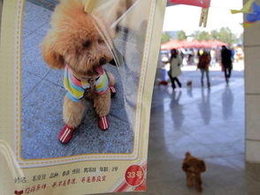 南京办宠物狗相亲大会 设有才艺展示和爱情宣言等环节