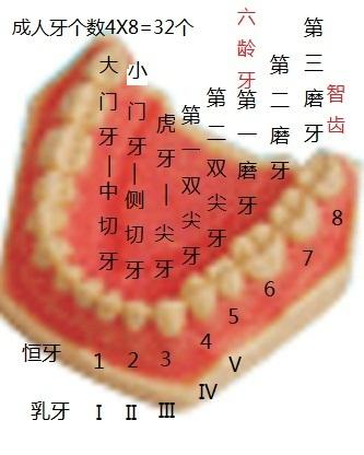 关于谜底是牙齿的谜语